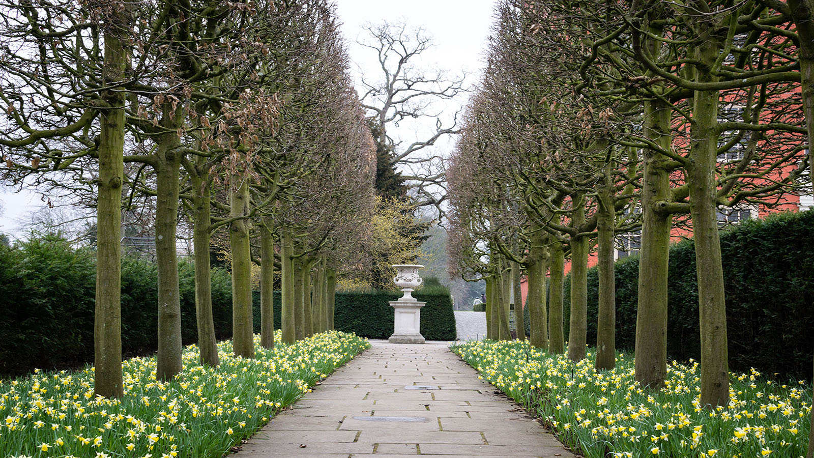 Tree-lined path with spring daffodils in a peaceful English garden