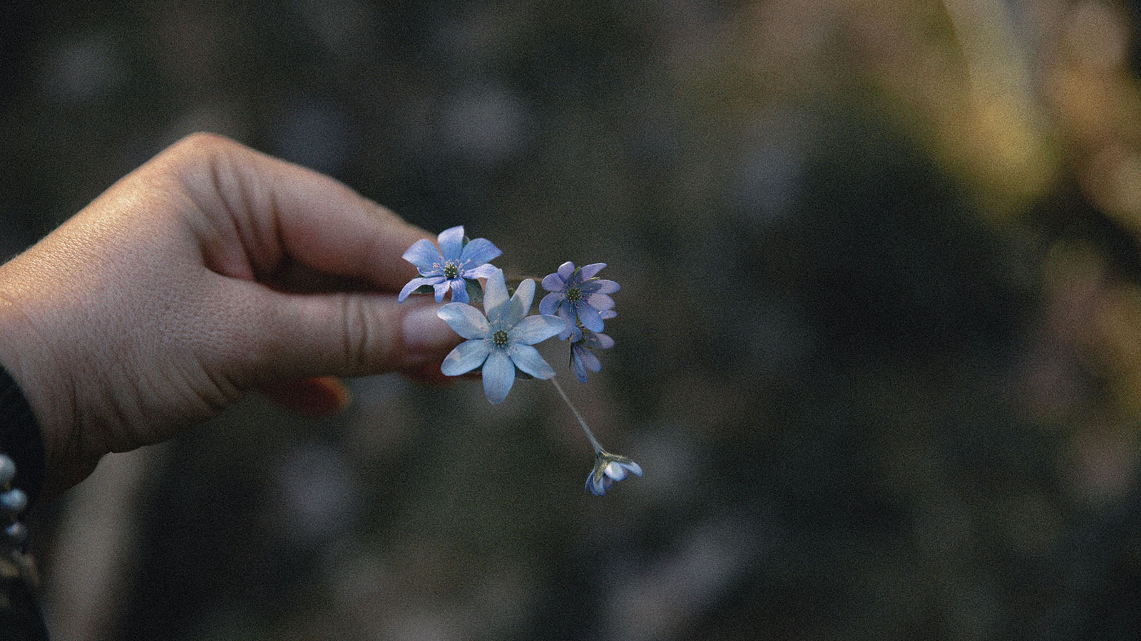 A hand gently holding a small collection of delicate blue flowers