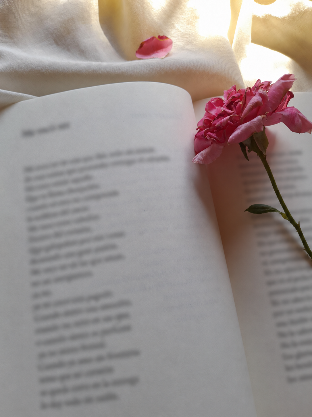 A pink flower resting on an open poetry book, with the printed words softly blurred